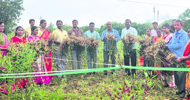 బహుళ పంటలతో పెరగనున్న భూసారం 