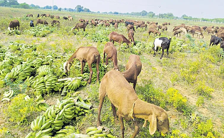 Farmers Face Difficulties Due To Falling Crop Prices In Ap