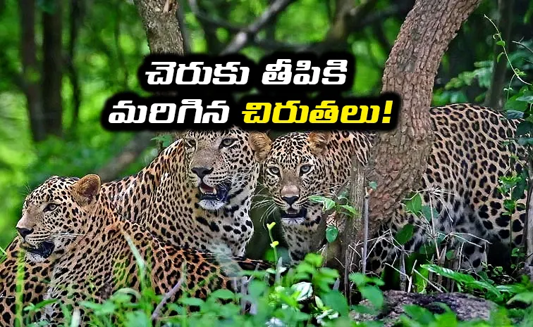 Leopards Sweet Life In UP's Sugarcane Fields Goes Viral2