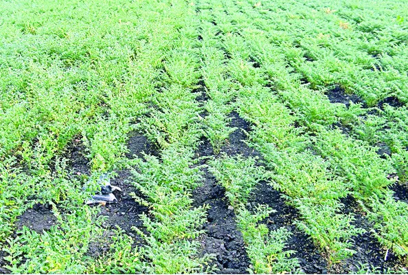 పంటల బీమా పథకాలు అస్తవ్యస్తం 