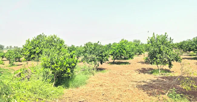 పండ్లతోటల వైపు.. రైతన్న చూపు 