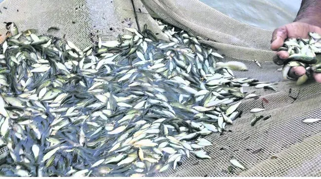 చేప పిల్లలు.. చెరువుకు చేరేనా? 