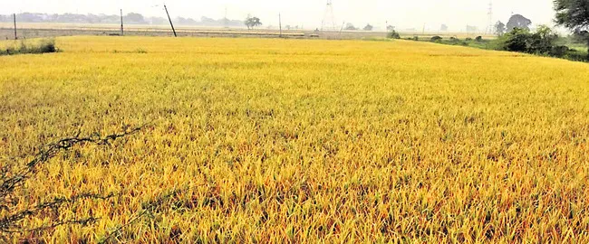 ● జిల్లా అంతటా వర్షం 