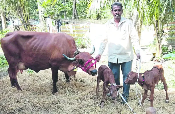 గిరిజాతి ఆవుకు అరుదైన కవల దూడలు 