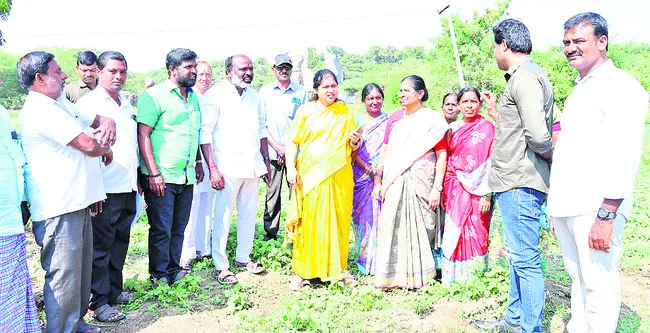 సేంద్రియ ఎరువులతో అధిక దిగుబడి
