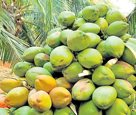 కొబ్బరితో 106 రకాల ఉత్పత్తులు
