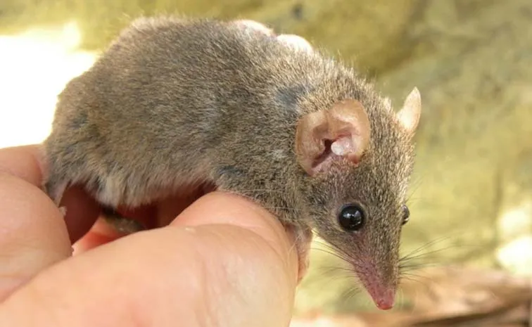 male Antechinus will mate nonstop for up to 14 hours a day,