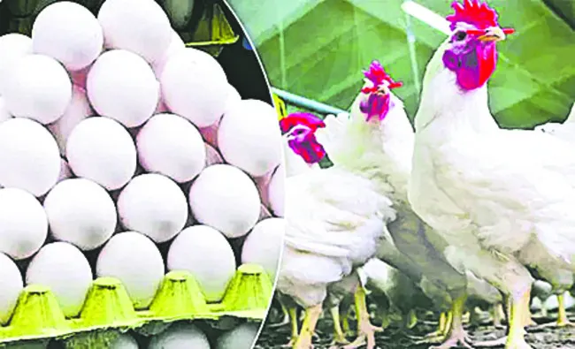 కొండెక్కిన ‘కోడిగుడ్డు’ 