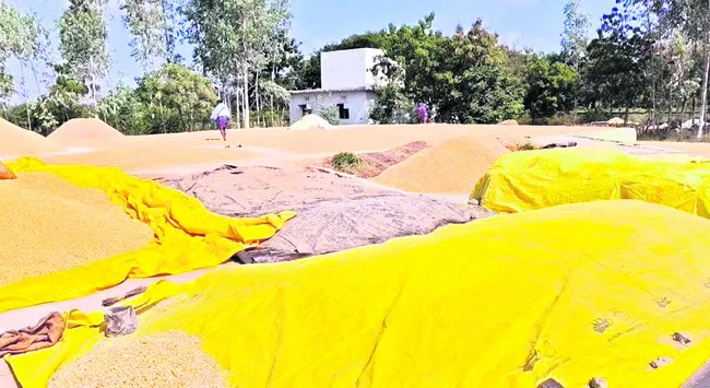 ఒకేచోట మక్కలు, వడ్లు