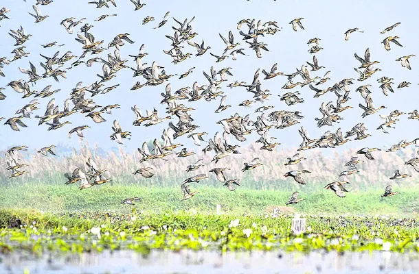 కొల్లేరుకు ప్రతి ఏటా వచ్చే విదేశీ వలస పక్షులు.. 
