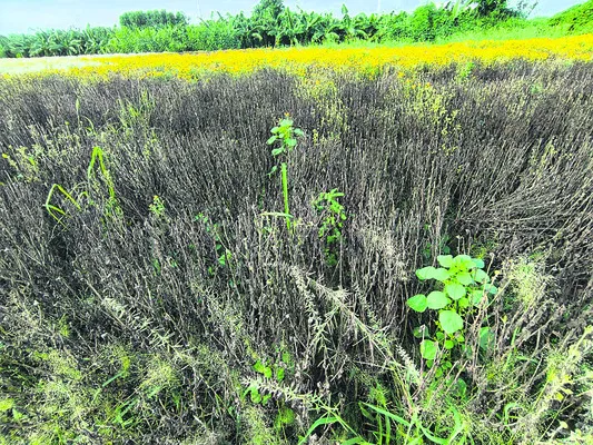 ● మూడు సీజన్లు పూర్తయినా పైసా కూడా... 