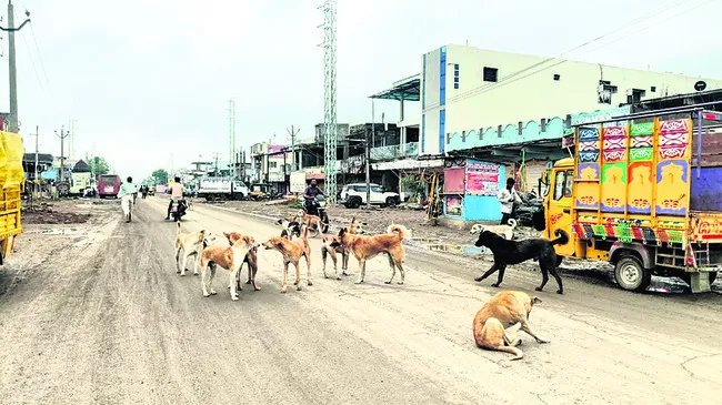 భౌ..బోయ్‌!