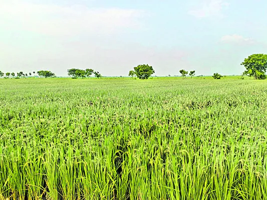 రైతు స్థాయిలో విత్తనోత్పత్తి 