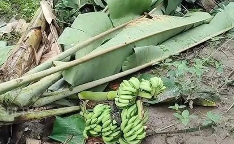 Banana Farmers Struggle Due To Huge Price Drop In East Godavari