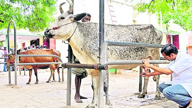 అంబా.. మందుల్లేవ్‌! 
