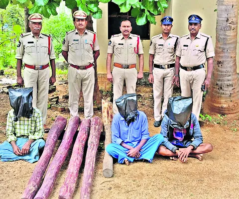 ఎర్రచందనం దుంగలు స్వాధీనం 