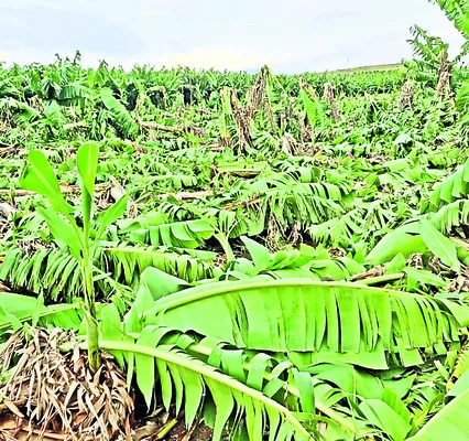 నాడు ధైర్యం.. నేడు దైన్యం! 