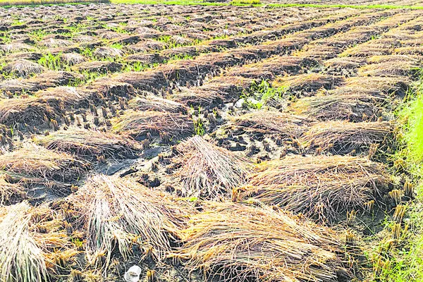 ప్రతికూల వాతావరణంతో సతమతమవుతున్న రైతుకు కనీసం కోసిన పంట