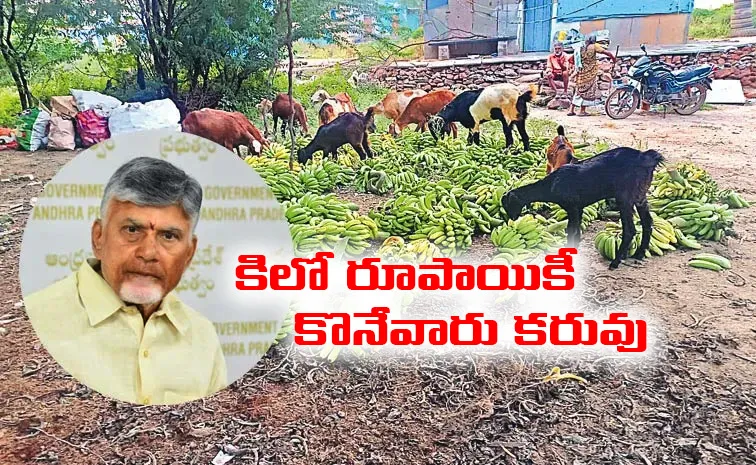 Banana prices have plummeted under Chandrababu Naidu rule