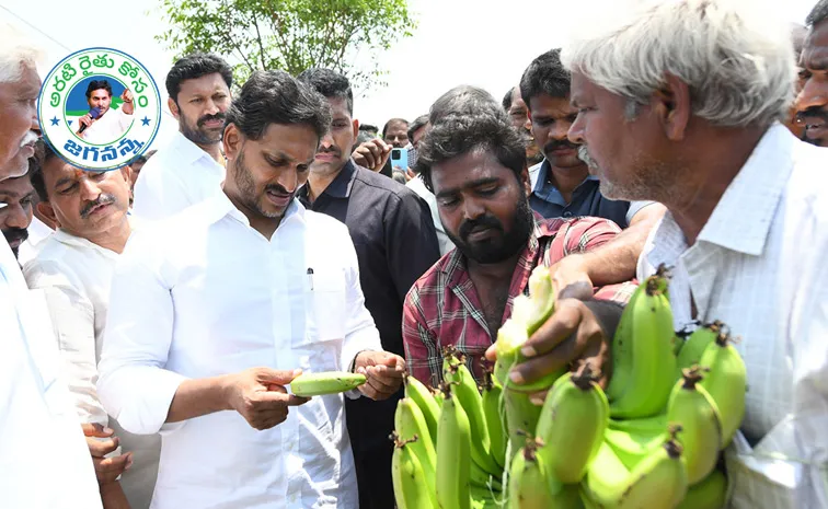 Pulivendula: YS Jagan Will Console Banana Farmers