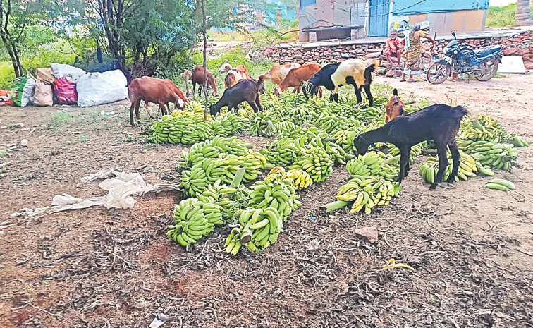 Banana prices have plummeted under Chandrababu Naidu rule