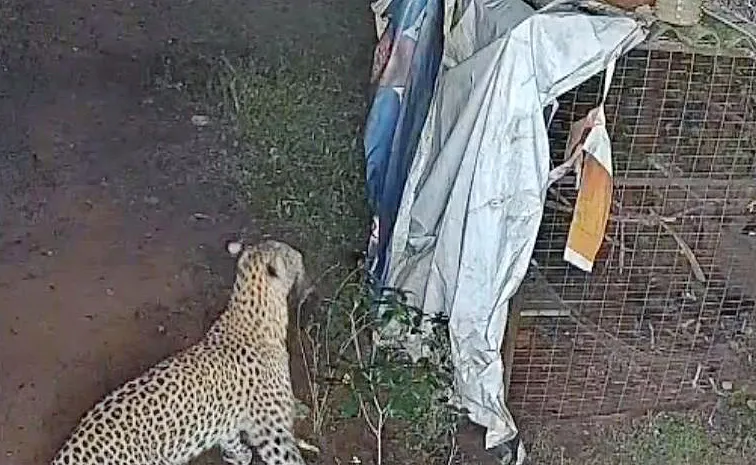 Another leopard sighting tirumala