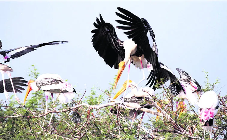 Foreign guest birds have arrived in Kolleru