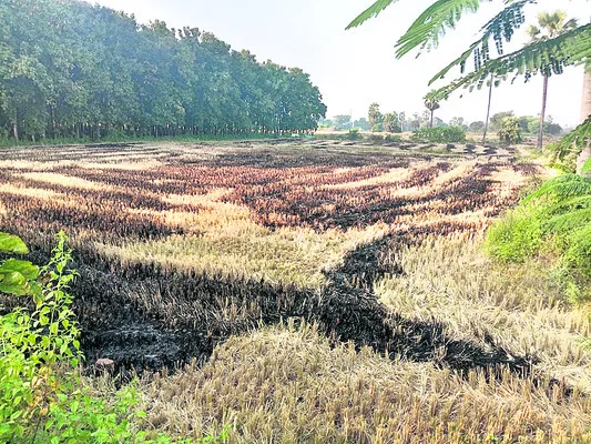 కొయ్యకాలు కాల్చొద్దు 