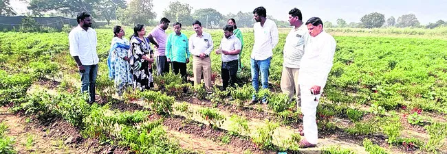 మిరపలో వేరుకుళ్లు ఉధృతి