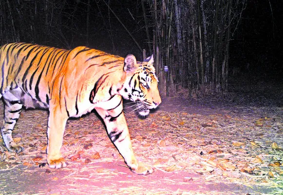 డిసెంబర్‌ 1 నుంచి పులుల గణన