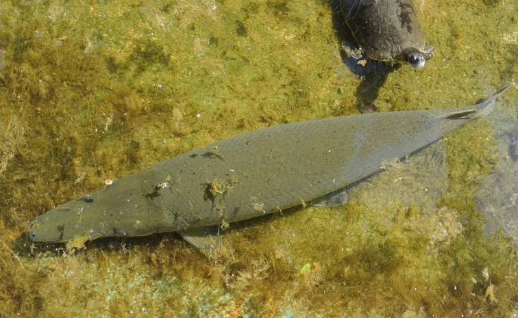 Cuba scientists work to save endangered ancient fish from extinction