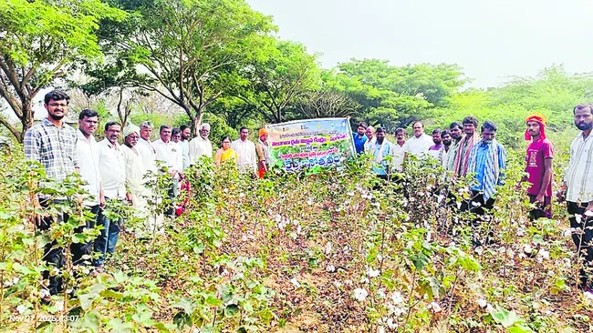 అధిక సాంద్రత పత్తి సాగుపై క్షేత్ర ప్రదర్శన 