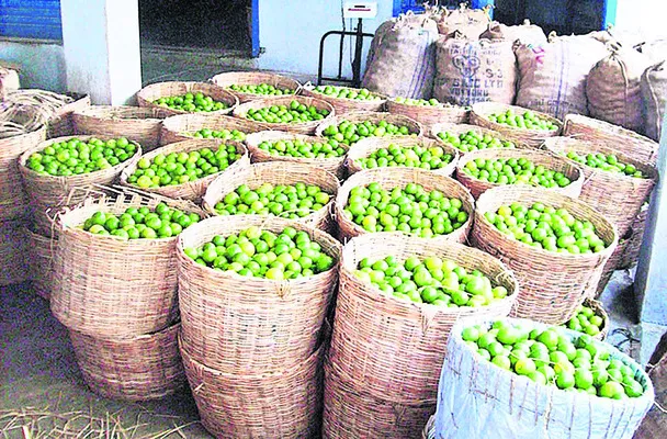 నిమ్మ ధరలు పతనం 