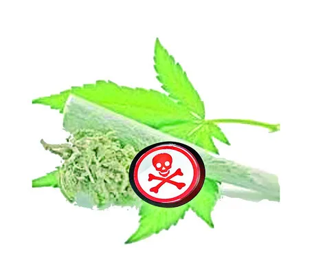 గంజాయి అడ్డాలు..!