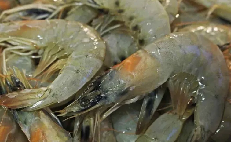 Sagubadi Key Rules for Effective Shrimp/Prawn Farm Management