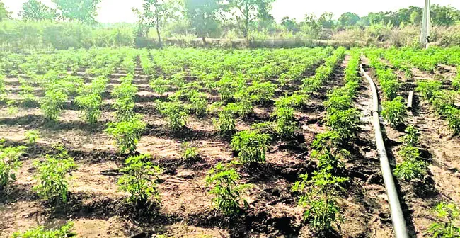 మిర్చి సాగు.. సంక్షోభం!