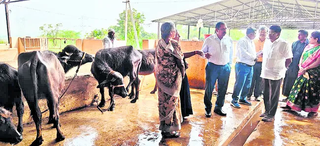 తడకనపల్లి పశువుల హాస్టల్‌పై అధ్యయనం 