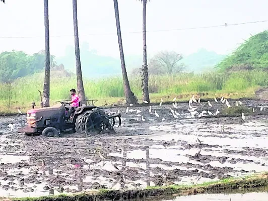 యాసంగి సాగుకు సమాయత్తం