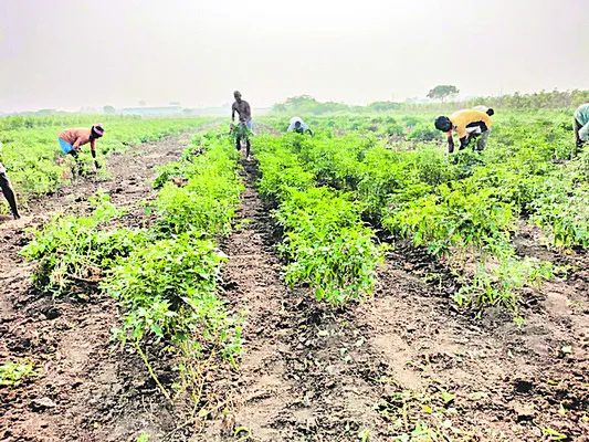 ఉద్యానం... అధ్వానం 