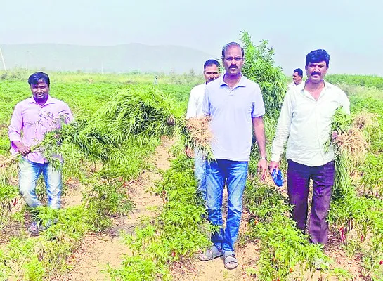 మిర్చి తోటలో గంజాయి సాగు! 