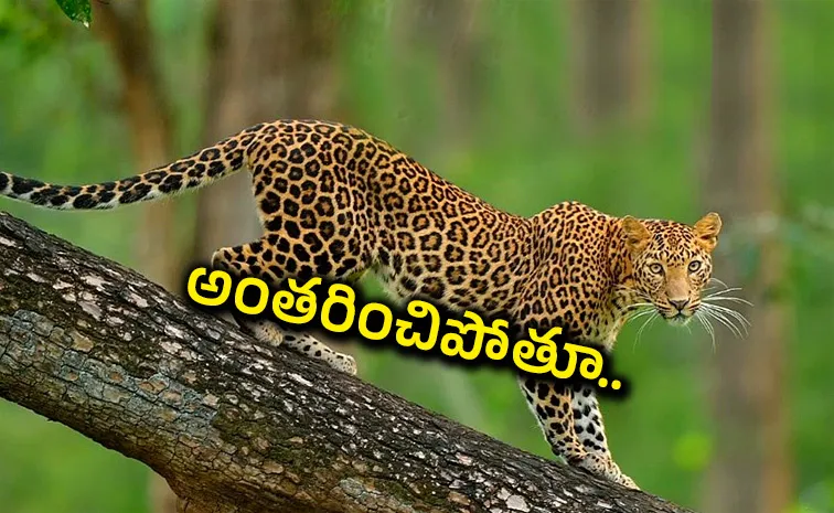 International Jaguar Day raise awareness about Jaguar