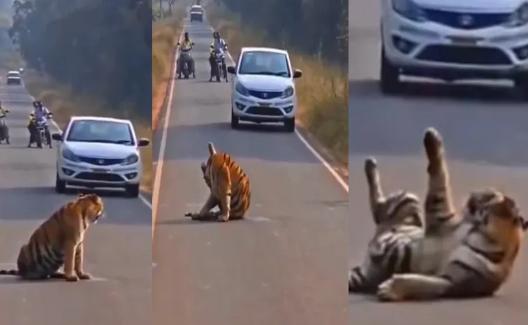 Tiger Takes Over Chandrapur Road In Maharashtra, Video Goes Viral