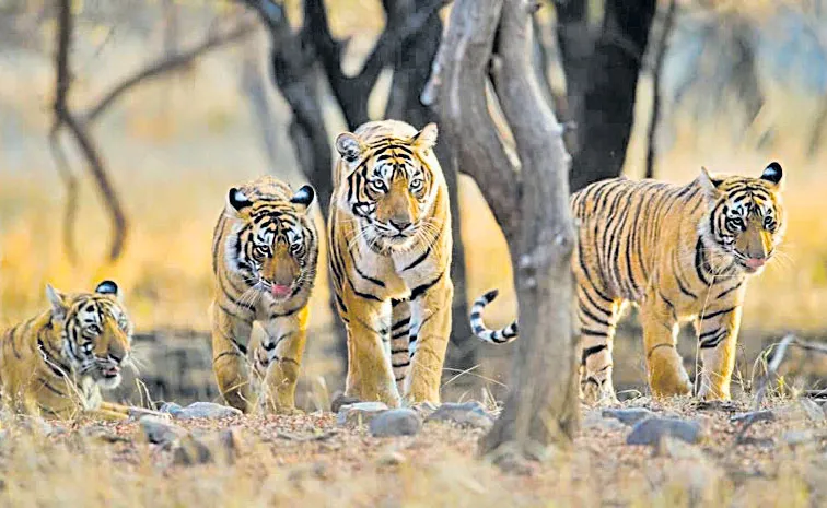 1 నుంచి పులుల గణన