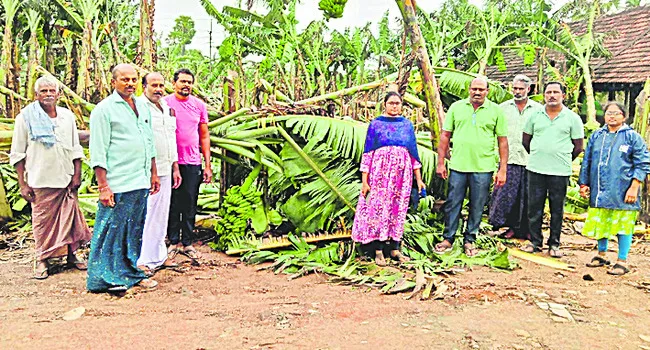 తక్షణ చర్యలతో అరటికి రక్షణ 