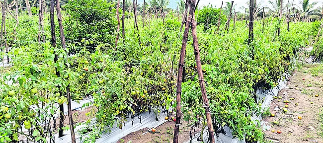 నేల రాలిన ఆశలు