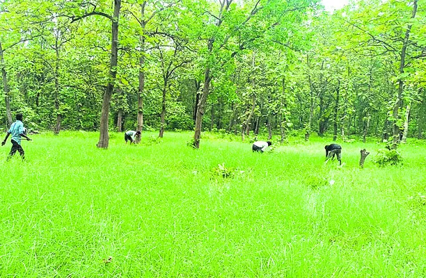 సత్ఫలితాలనిస్తున్న గడ్డిక్షేత్రాలు