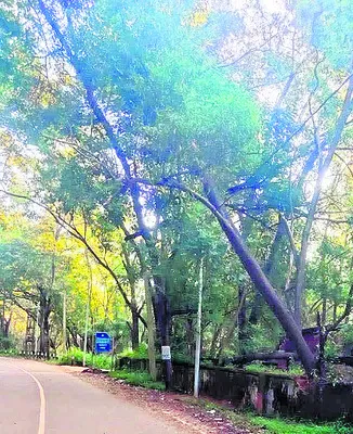 పడిపోవడానికి సిద్ధంగా చెట్టు! 