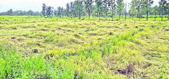 నిబంధనల అడ్డంకి! 