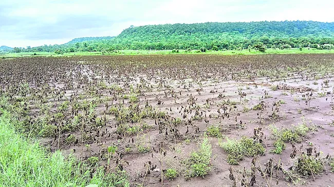 పరిహారం రాలే..