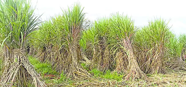 చెరుకు క్రషింగ్‌పై నీలినీడలు